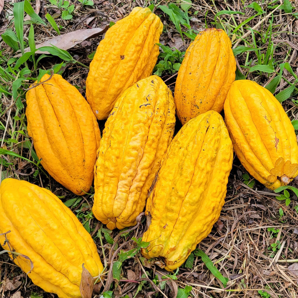 hachimitsu cacao bunch used for raw honey chocolate